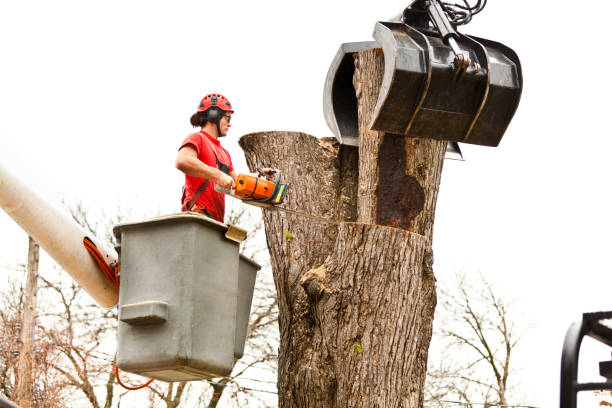 Best Tree Maintenance Programs  in Archer City, TX